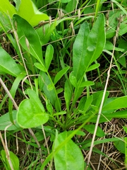 Coreopsis lanceolata