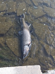 Oncorhynchus tshawytscha