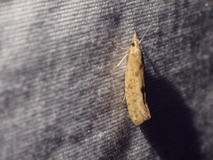 Ypsolopha cervella