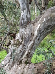 Eucalyptus camaldulensis
