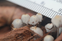 Setulosi