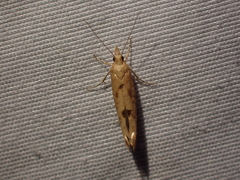 Ypsolopha cervella