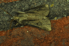 Agrotis venerabilis