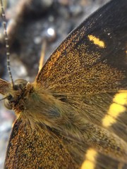 Telenassa berenice