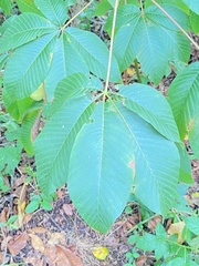 Aesculus flava