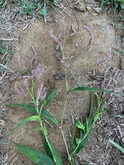 Persicaria extremiorientalis
