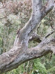 Eucalyptus camaldulensis