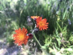 Pilosella aurantiaca