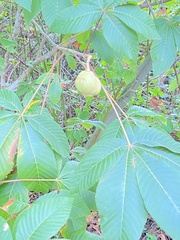Aesculus flava