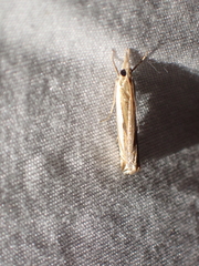 Crambus