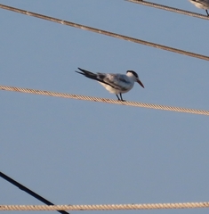 Thalasseus maximus
