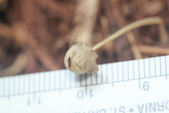 Setulosi