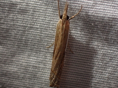 Crambus