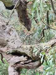 Eucalyptus camaldulensis