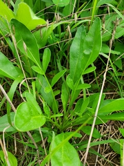Coreopsis lanceolata