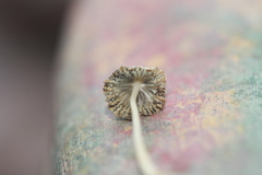 Setulosi
