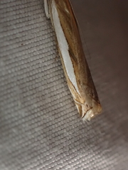 Crambus