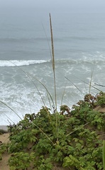 Ammophila breviligulata