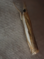 Crambus