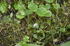 Viola macloskeyi