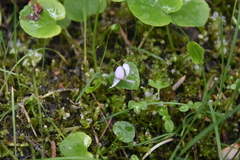 Viola macloskeyi