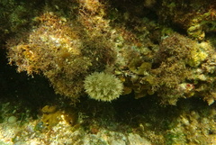 Lytechinus variegatus