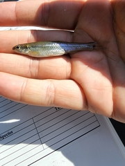 Pimephales notatus