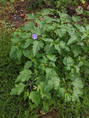 Nicandra physalodes