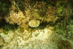 Lytechinus variegatus