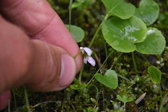 Viola macloskeyi