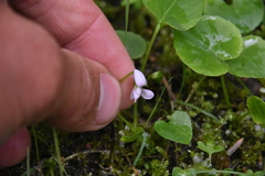 Viola macloskeyi