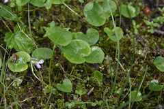 Viola macloskeyi