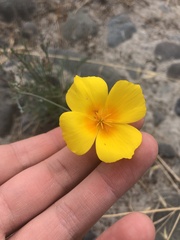 Eschscholzia californica