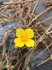 Eschscholzia californica