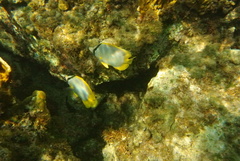 Chaetodon ocellatus