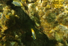 Chaetodon ocellatus