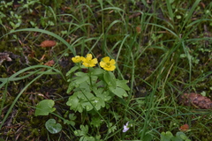 Ranunculus eschscholtzii