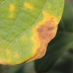 Pseudocercospora griseola