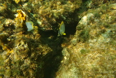Chaetodon ocellatus
