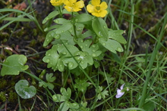 Ranunculus eschscholtzii