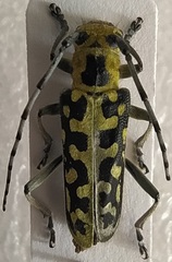 Saperda scalaris
