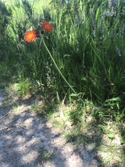 Pilosella aurantiaca