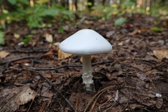Amanita bisporigera