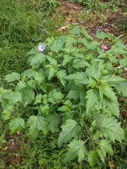 Nicandra physalodes