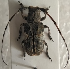 Mesosa nebulosa