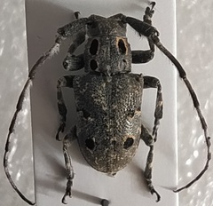 Mesosa curculionoides