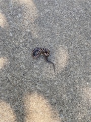 Lampropeltis calligaster