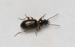 Bembidion lampros