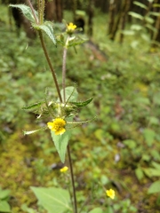 Sigesbeckia jorullensis