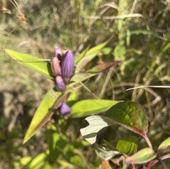 Gentiana andrewsii